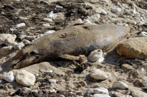 Tragedia ecológica en Rusia: treinta delfines muertos debido a un derrame de petróleo